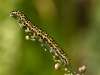 Calophasia lunula caterpillar in Chingford