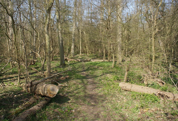 Jermaines Wood - deadwood Copyright: Robert Smith