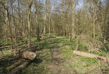 Jermaines Wood - deadwood Copyright: Robert Smith