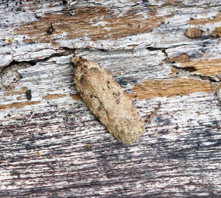 Agonopterix heracliana 2 Copyright: Ben Sale