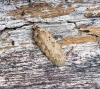 Agonopterix heracliana 2 Copyright: Ben Sale