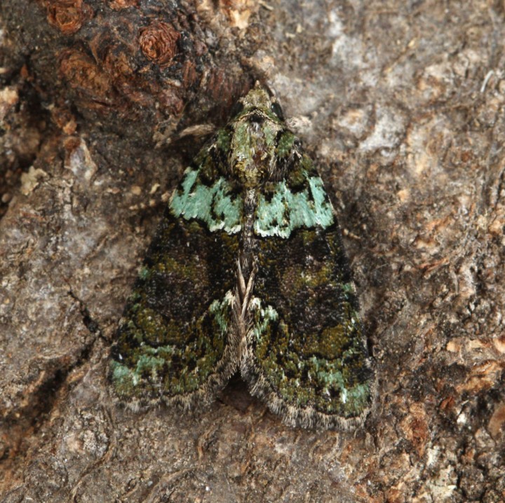 Tree-lichen Beauty 6 Copyright: Graham Ekins