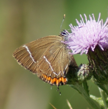 White-letter Hairstreak Copyright: Robert Smith