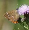 White-letter Hairstreak