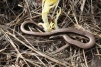 Anguis fragilis Copyright: Peter Harvey