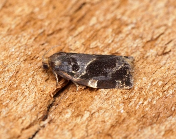 Archips crataegana 1 Copyright: Ben Sale