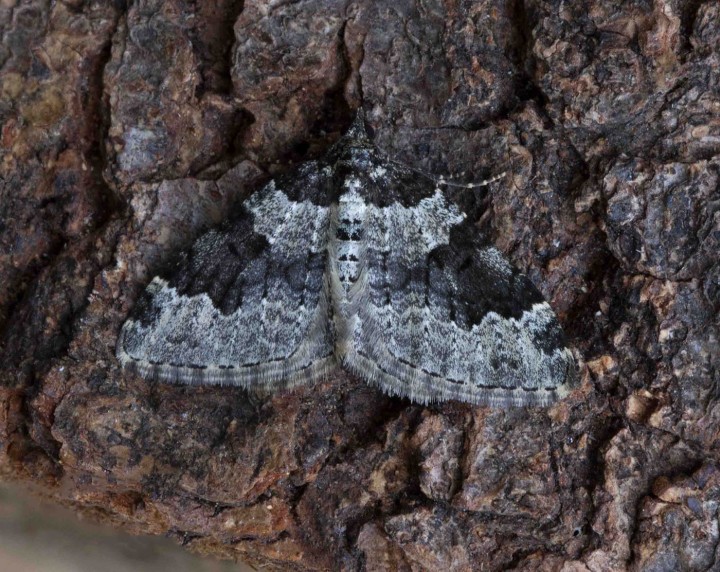 Garden Carpet  Xanthorhoe fluctuata Copyright: Graham Ekins