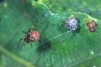 Theridion pinastri Copyright: Peter Harvey