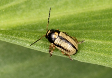 Cryptocephalus bilineatus Copyright: Peter Harvey