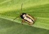 Cryptocephalus bilineatus