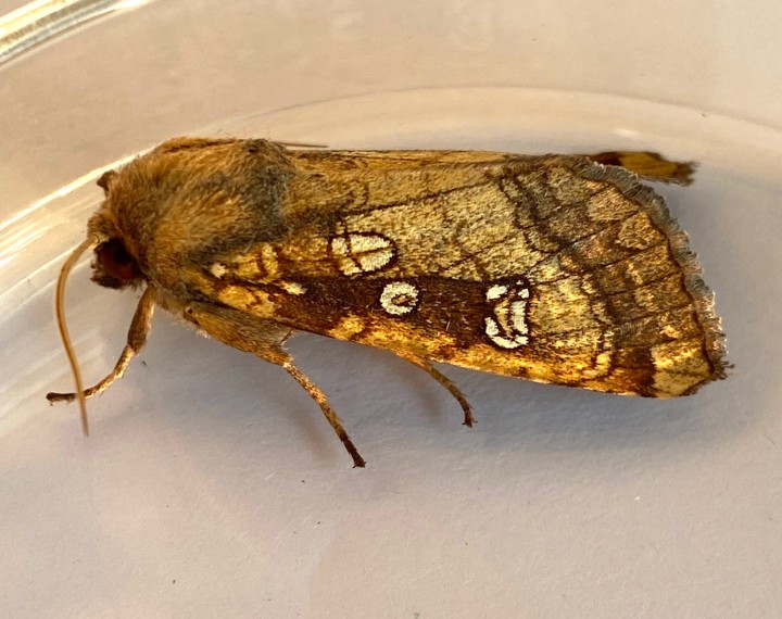 Gortyna borelii   Fisher's Estuarine Moth 3 Copyright: Graham Ekins