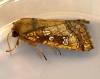 Gortyna borelii   Fisher's Estuarine Moth 3 