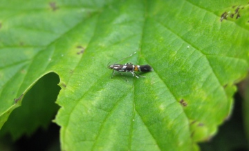 Cosmopterix zieglerella 2 Copyright: Stephen Rolls