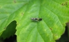 Cosmopterix zieglerella 2 Copyright: Stephen Rolls