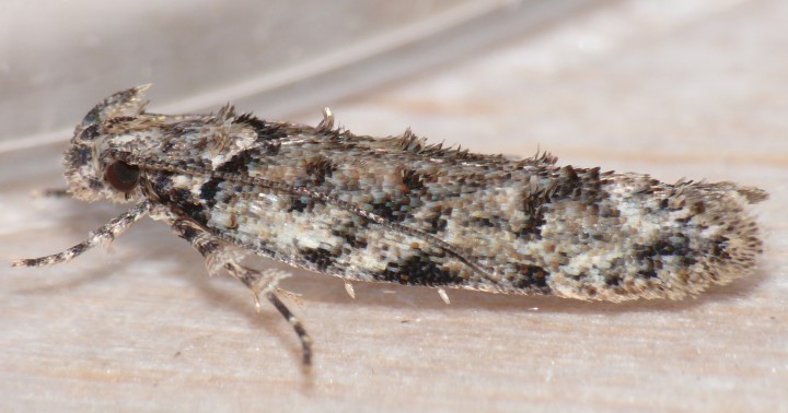 Psoricoptera gibbosella 2 Copyright: Peter Furze