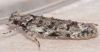 Psoricoptera gibbosella 2 