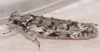 Psoricoptera gibbosella 2