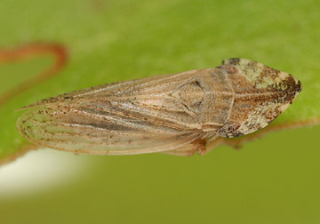 Eupelix cuspidata