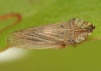 Eupelix cuspidata 