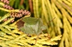 Palomena prasina Copyright: Peter Harvey