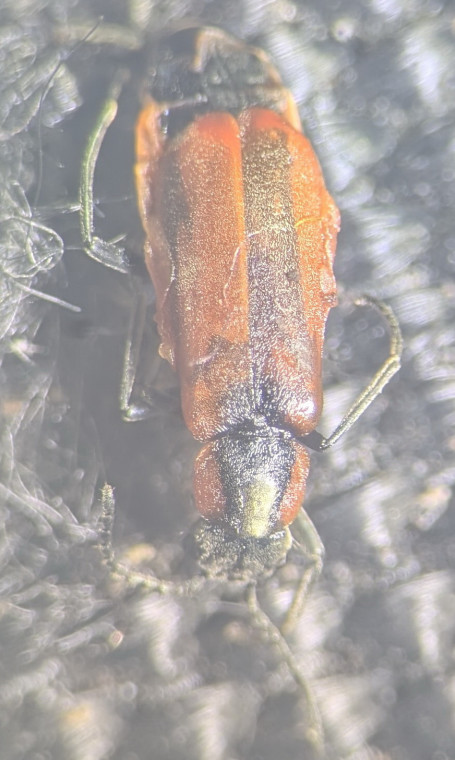 Anthocomus rufus Copyright: Robert Smith