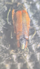 Anthocomus rufus
