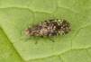 Campiglossa misella