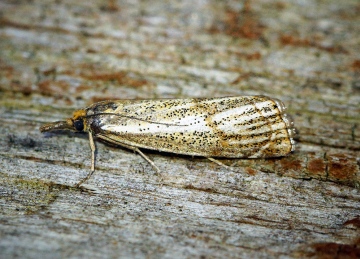 Thisanotia chrysonuchella Copyright: Ben Sale