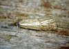 Thisanotia chrysonuchella 
