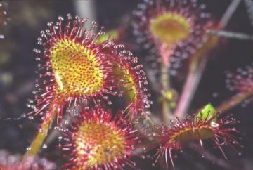 Drosera rotundifolia Copyright: Peter Harvey