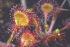 Drosera rotundifolia 