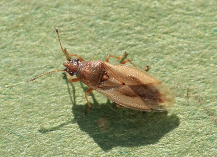 Cymus glandicolor Copyright: Yvonne Couch