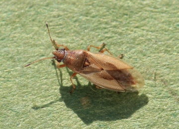 Cymus glandicolor Copyright: Yvonne Couch