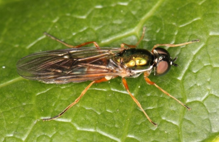 Sargus bipunctatus female Copyright: Peter Harvey