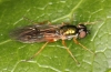 Sargus bipunctatus female 