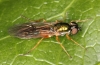 Sargus bipunctatus female