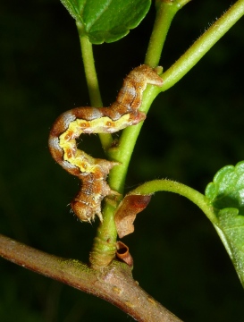 Mottled Umber Larva 2 Copyright: Peter Furze