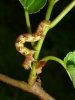 Mottled Umber Larva 2 Copyright: Peter Furze