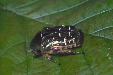 Cetonia aurata Copyright: Peter Harvey