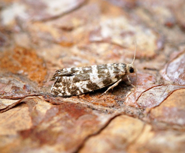 Epinotia tedella 2 Copyright: Ben Sale