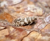 Epinotia tedella 2 Copyright: Ben Sale