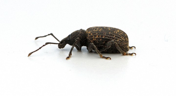 Otiorhynchus sulcatus  (Vine Weevil) Copyright: Graham Ekins