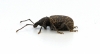 Otiorhynchus sulcatus  (Vine Weevil) 