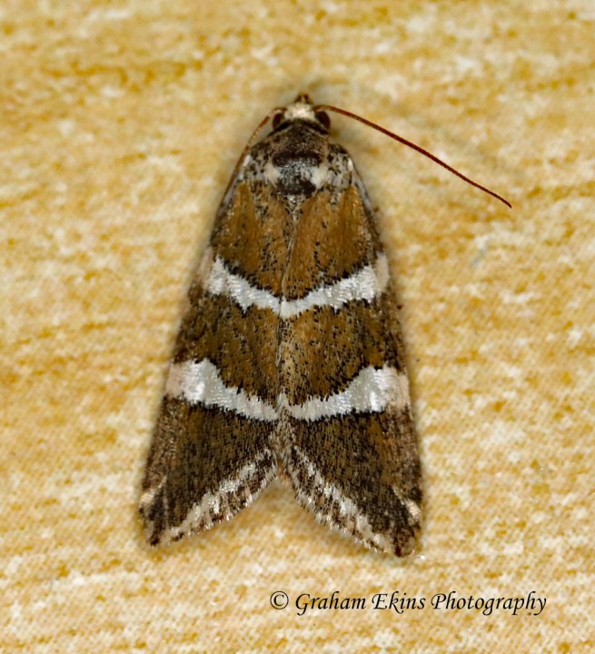 Silver Barred   Deltote bankiana Copyright: Graham Ekins