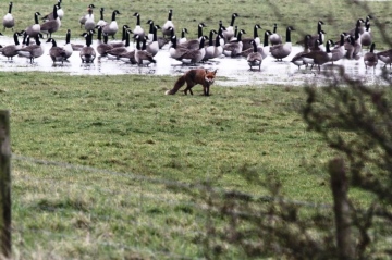 Fox and Canada Geese Copyright: Graham Smith