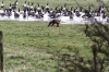Fox and Canada Geese 