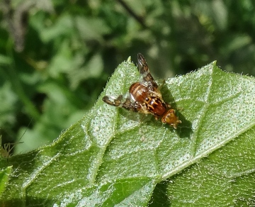 Goniglossum wiedemanni Copyright: Chris Gibson