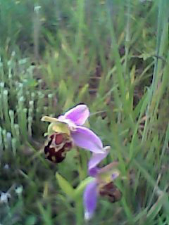 Orchis apifera Bee Orchid Copyright: unknown