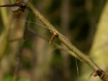 Nematopogon swammerdamella Copyright: malcolm Riddler