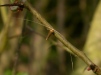 Nematopogon swammerdamella Copyright: malcolm Riddler